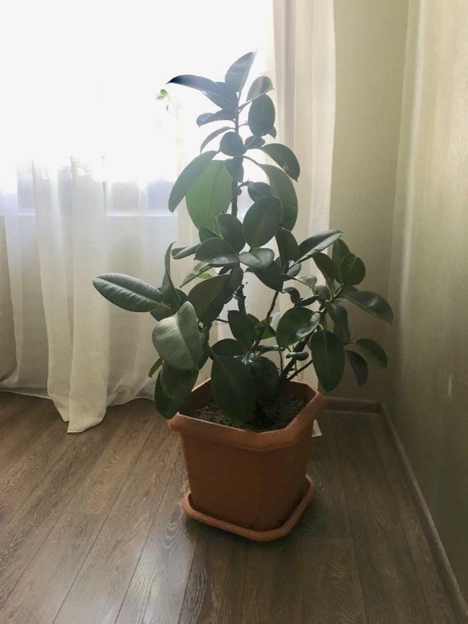 Cheap And Chic Apartment Батуми Екстериор снимка